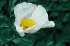 Sample 4 – Tree poppy