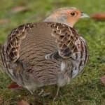 Sample 1 – Gray partridge