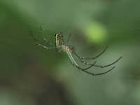 Sample 6 – Harvestman