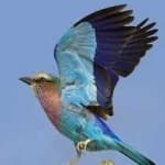 Sample 3 – Lilac roller