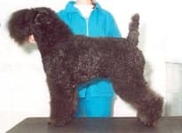 Sample 1 – Kerry blue terrier