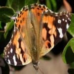 Sample 9 – Painted butterfly