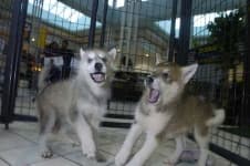 Sample 3 – Timber wolf
