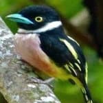 Sample 14 – Black yellow broadbill