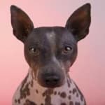 Sample 3 – American hairless