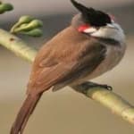Sample of Red wiskered bulbul