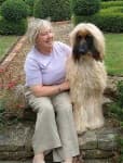 Sample 6 – Afghan hound