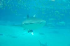 Sample 2 – Shark