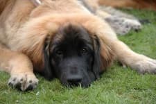 Sample 3 – Leonberger