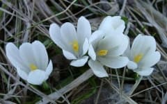 Sample 5 – Spring crocus
