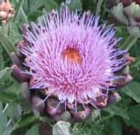 Sample 5 – Artichoke flower
