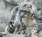 Sample 5 – Snow leopard