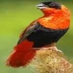 Sample 2 – Northern red bishop