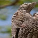 Sample 3 – Great potoo