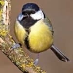 Sample 2 – Parus major