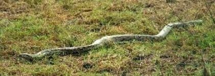 Sample 6 – Rock python
