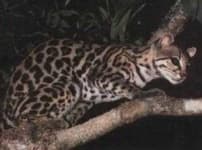 Sample 5 – Wild cat