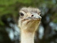 Sample 5 – Ostrich