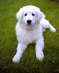 Sample 2 – Kuvasz