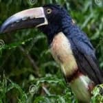 Sample 6 – Collared aracari