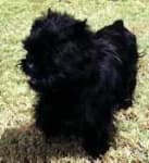 Sample 6 – Affenpinscher