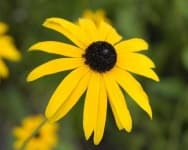 Sample 5 – Black eyed susan