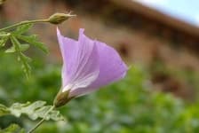 Sample 5 – Pelargonium