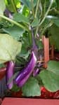 Sample 5 – Eggplant