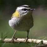 Sample 5 – Common firecrest