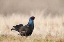 Sample 6 – Black grouse