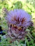 Sample 21 – Artichoke flower