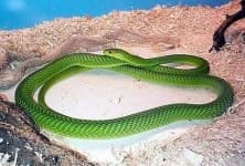 Sample 2 – Green mamba