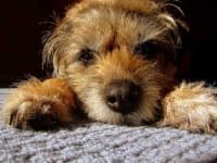 Sample 5 – Border terrier