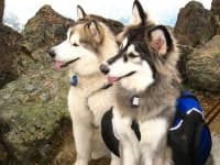 Sample of Malamute