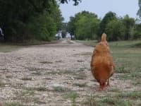 Sample 5 – Hen