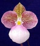 Sample 3 – Hard leaved pocket orchid