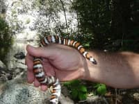 Sample 3 – King snake