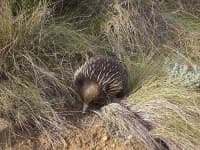 Sample 2 – Echidna