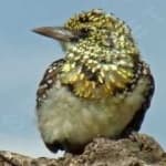 Sample 5 – D arnauds barbet