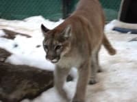 Sample 1 – Cougar