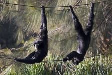 Sample 3 – Siamang