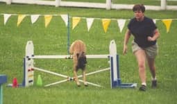 Sample 3 – Malinois