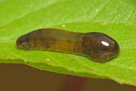 Example image for Pear slug dataset request