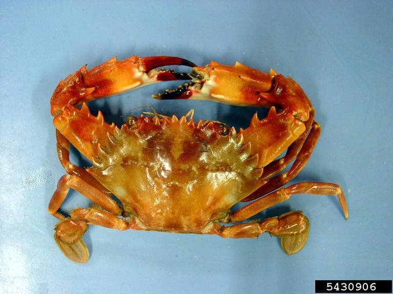 image of indo_pacific_swimming_crab #0