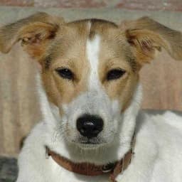 image of dog_nose #0