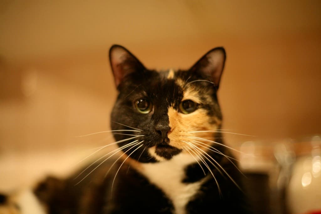 image of cats_and_feral_cats #0