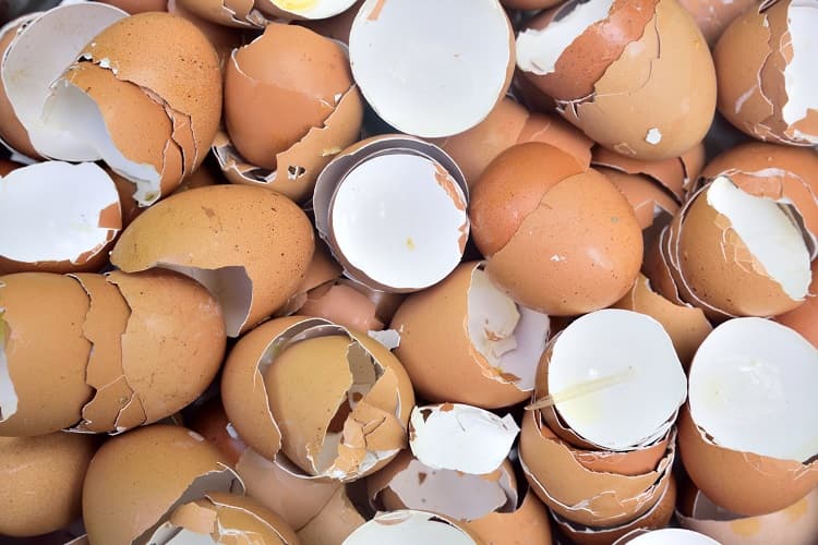Example image for Eggshell dataset request