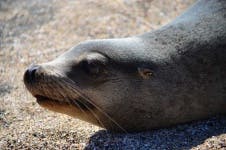 image of harbor_seal #24