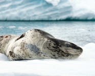 image of harbor_seal #19