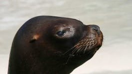 image of harbor_seal #4